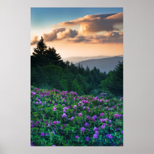 VS, North Carolina. Catawba rododendrons Poster
