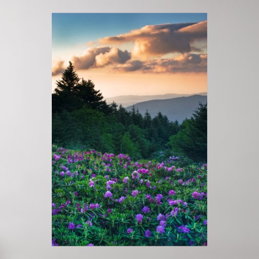 VS, North Carolina. Catawba rododendrons Poster (Voorkant)