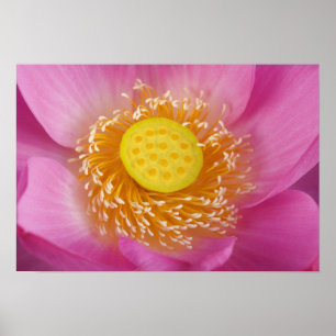 VS; North Carolina; Lotus bloeiend in de Poster