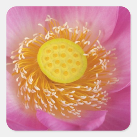 VS; North Carolina; Lotus bloeiend in de Vierkante Sticker (Voorkant)