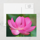 VS; North Carolina; Lotusbloem Briefkaart (Voorkant / Achterkant)