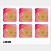 VS, North Carolina. Sluiting van de papaverbinnenk Vierkante Sticker (Vel)