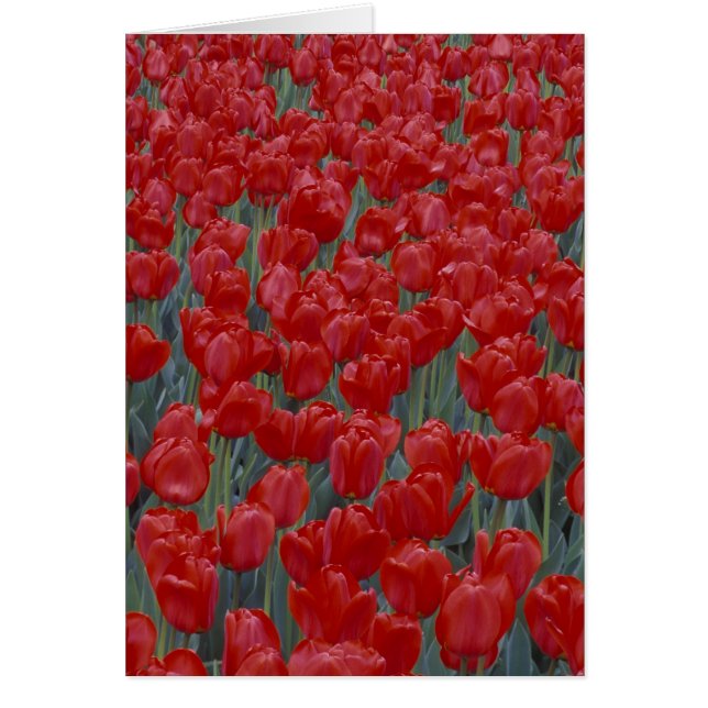 VS, Ohio, Cincinnati. Bed met rode tulpen (Voorkant)