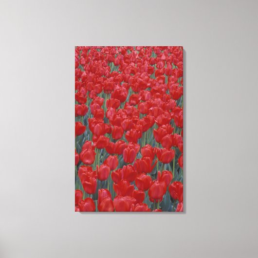 VS, Ohio, Cincinnati. Bed met rode tulpen Canvas Afdruk (Voorkant)
