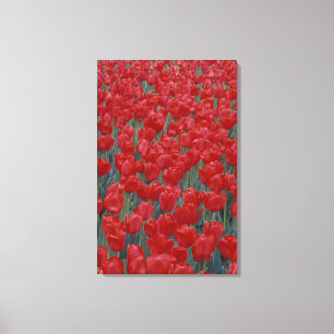 VS, Ohio, Cincinnati. Bed met rode tulpen Canvas Afdruk