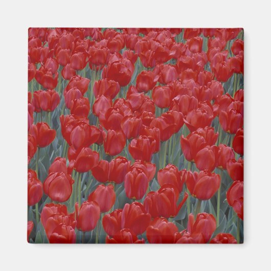 VS, Ohio, Cincinnati. Bed met rode tulpen Magneet (Voorkant)