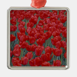 VS, Ohio, Cincinnati. Bed met rode tulpen Metalen Ornament