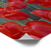 VS, Ohio, Cincinnati. Bed met rode tulpen Poster (Hoek)
