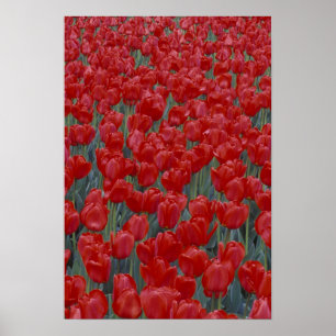 VS, Ohio, Cincinnati. Bed met rode tulpen Poster