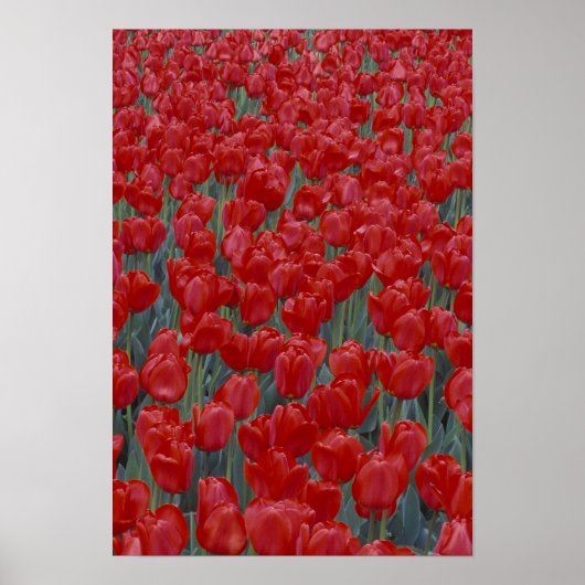 VS, Ohio, Cincinnati. Bed met rode tulpen Poster (Voorkant)