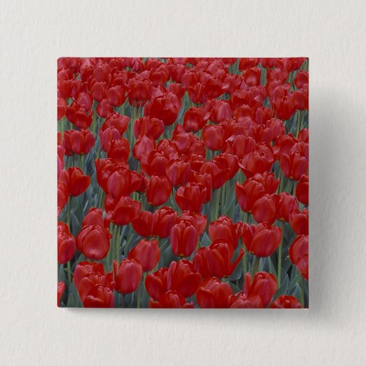 VS, Ohio, Cincinnati. Bed met rode tulpen Vierkante Button 5,1 Cm (Voorkant)