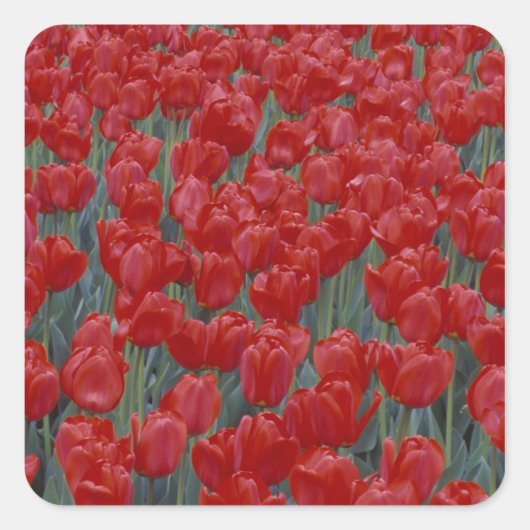VS, Ohio, Cincinnati. Bed met rode tulpen Vierkante Sticker (Voorkant)