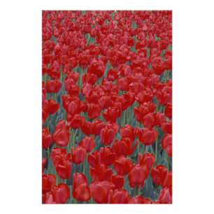 VS, Ohio, Cincinnati. Bed van rode tulpen Foto Afdruk