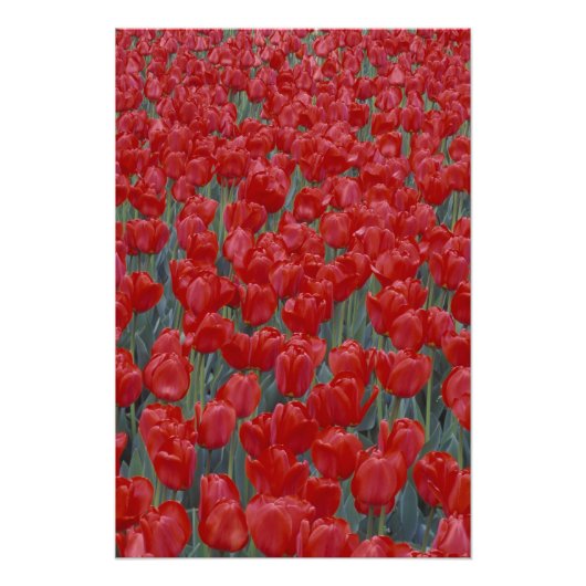 VS, Ohio, Cincinnati. Bed van rode tulpen Foto Afdruk (Voorkant)