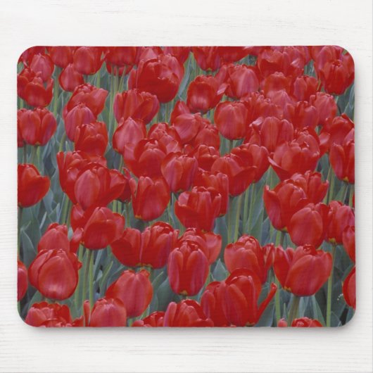 VS, Ohio, Cincinnati. Bed van rode tulpen Muismat (Voorkant)