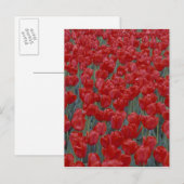 VS, Ohio, Cincinnati. rode tulpen Briefkaart (Voorkant / Achterkant)