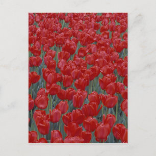 VS, Ohio, Cincinnati. rode tulpen Briefkaart