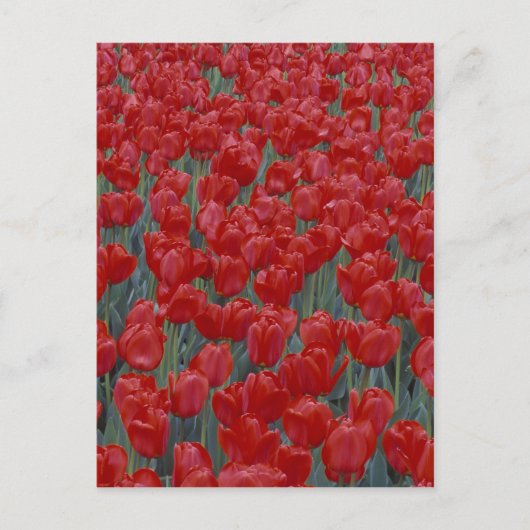 VS, Ohio, Cincinnati. rode tulpen Briefkaart (Voorkant)