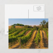 VS, Oost-Washington, Walla Walla Wingerd Briefkaart (Voorkant / Achterkant)