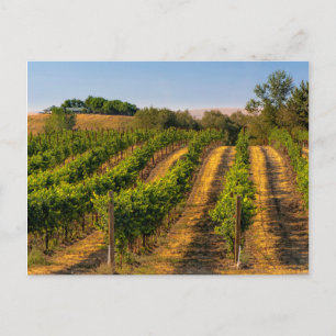 VS, Oost-Washington, Walla Walla Wingerd Briefkaart