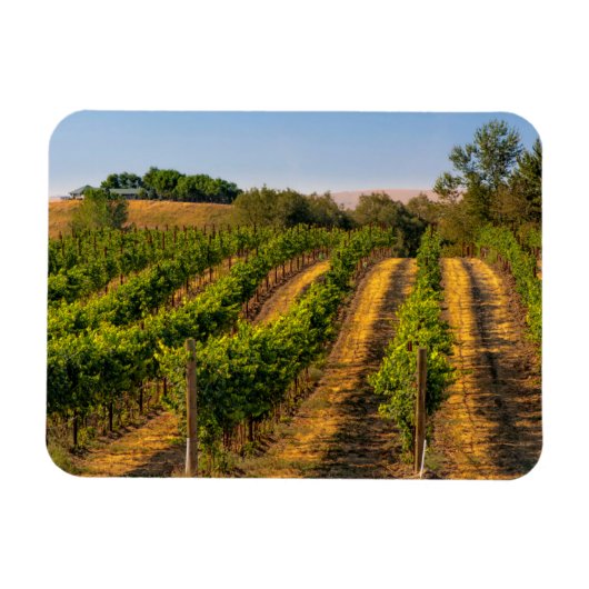 VS, Oost-Washington, Walla Walla Wingerd Magneet (Horizontaal)