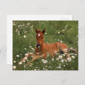 VS, Oregon, Arabisch Pony. Briefkaart (Voorkant / Achterkant)