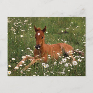 VS, Oregon, Arabisch Pony. Briefkaart