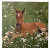 VS, Oregon, Arabisch Pony. Tegeltje (Voorkant)