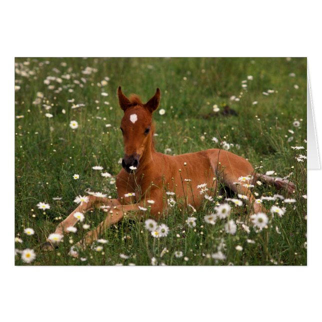 VS, Oregon, Arabische Pony. (Voorkant Horizontaal)