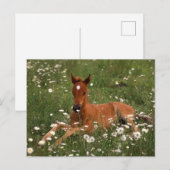 VS, Oregon, Arabische Pony. Briefkaart (Voorkant / Achterkant)
