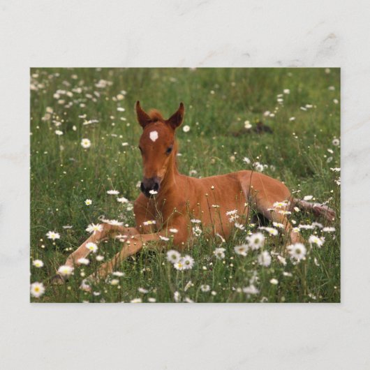 VS, Oregon, Arabische Pony. Briefkaart (Voorkant)