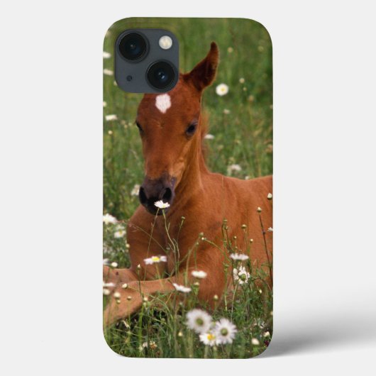 VS, Oregon, Arabische Pony. Case-Mate iPhone Case (Achterkant)