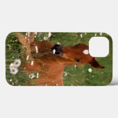 VS, Oregon, Arabische Pony. Case-Mate iPhone Case (Achterkant (horizontaal))