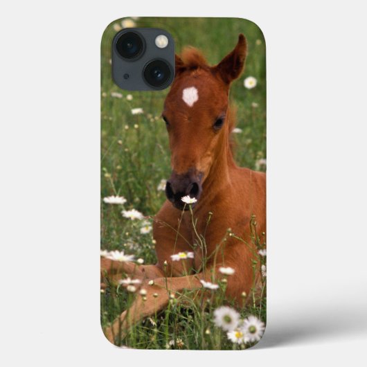 VS, Oregon, Arabische Pony. Case-Mate iPhone Case (Achterkant)