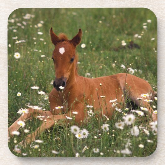 VS, Oregon, Arabische Pony. Drankjes Onderzetter (Voorkant)