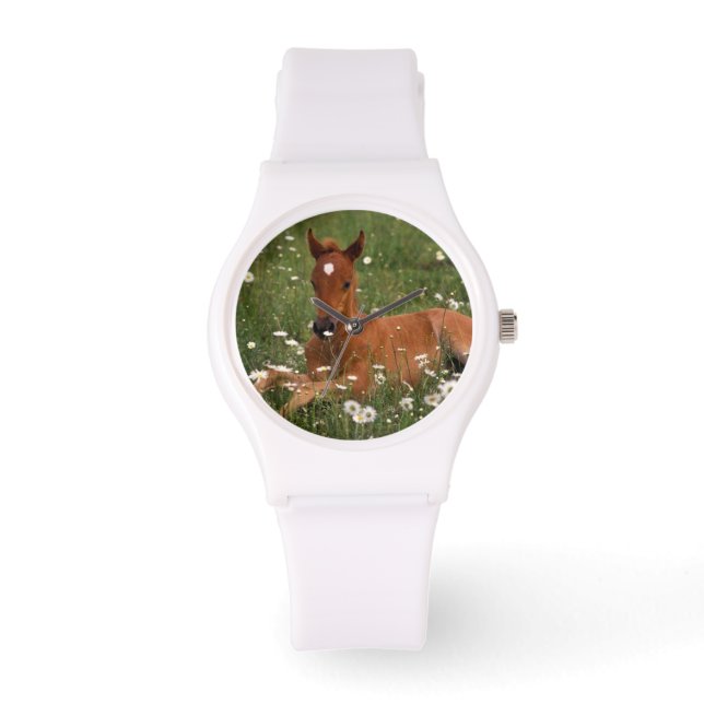 VS, Oregon, Arabische Pony. Horloge (Voorkant)