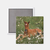 VS, Oregon, Arabische Pony. Magneet (Voorkant / Achterkant)