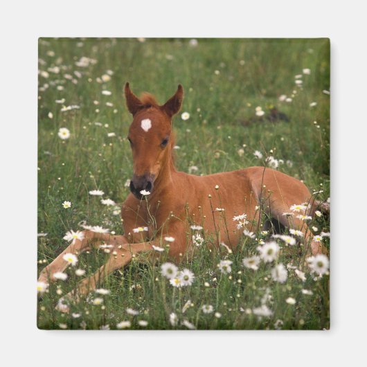 VS, Oregon, Arabische Pony. Magneet (Voorkant)