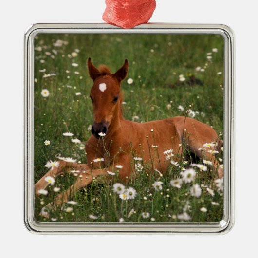VS, Oregon, Arabische Pony. Metalen Ornament (Voorkant)