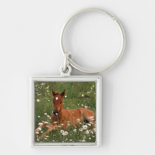 VS, Oregon, Arabische Pony. Sleutelhanger (Voorkant)