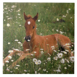 VS, Oregon, Arabische Pony. Tegeltje