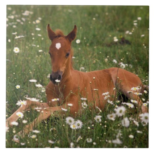 VS, Oregon, Arabische Pony. Tegeltje (Voorkant)