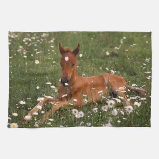 VS, Oregon, Arabische Pony. Theedoek (Horizontaal)