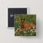 VS, Oregon, Arabische Pony. Vierkante Button 5,1 Cm (Voorkant /achterkant)