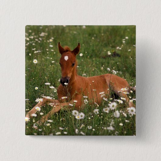 VS, Oregon, Arabische Pony. Vierkante Button 5,1 Cm (Voorkant)