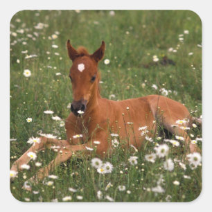 VS, Oregon, Arabische Pony. Vierkante Sticker