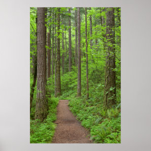 VS, Oregon, Columbia River Gorge. Elowah Falls Poster