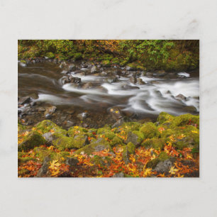 VS, Oregon, Columbia River Gorge, Tanner Creek 2 Briefkaart