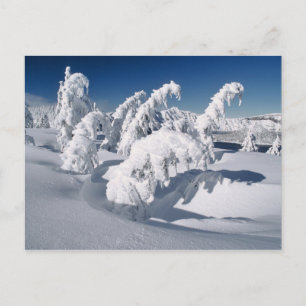 VS, Oregon, Crater Lake NP. Bomen hangen onder een Briefkaart