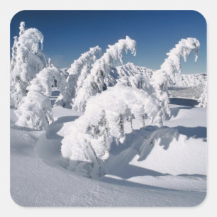 VS, Oregon, Crater Lake NP. Bomen hangen onder een Vierkante Sticker